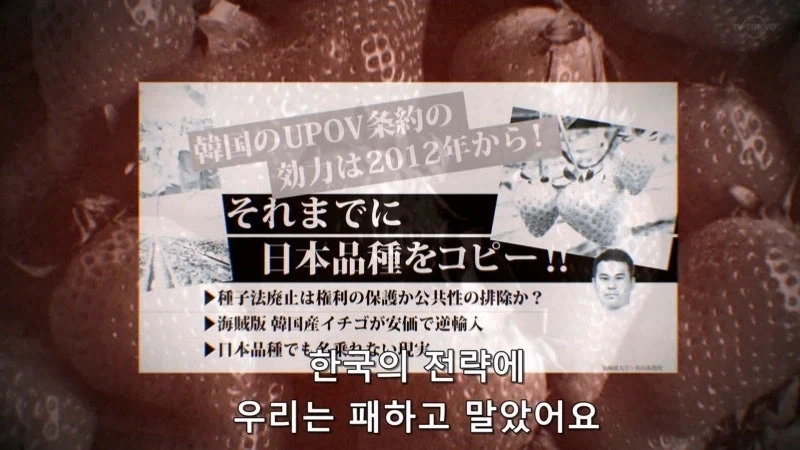 한국이 훔쳐갔다고 일본이 한결같이 말하는 과일_8.webp