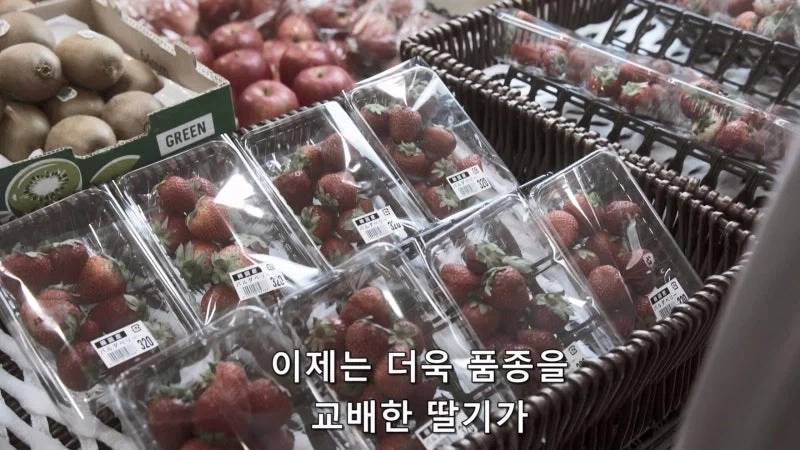 한국이 훔쳐갔다고 일본이 한결같이 말하는 과일_9.webp