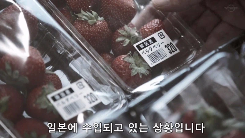 한국이 훔쳐갔다고 일본이 한결같이 말하는 과일_10.webp