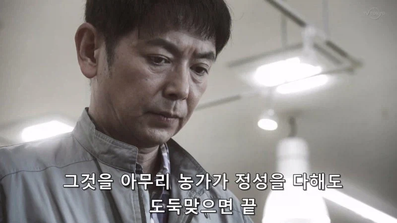 한국이 훔쳐갔다고 일본이 한결같이 말하는 과일_12.webp