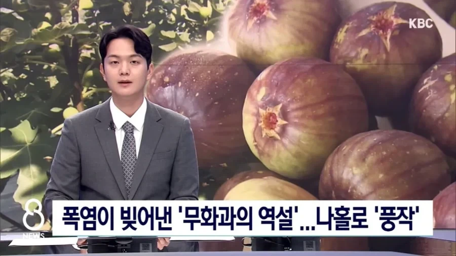 폭염 + 가뭄으로 수혜를 본 과?실_1.webp