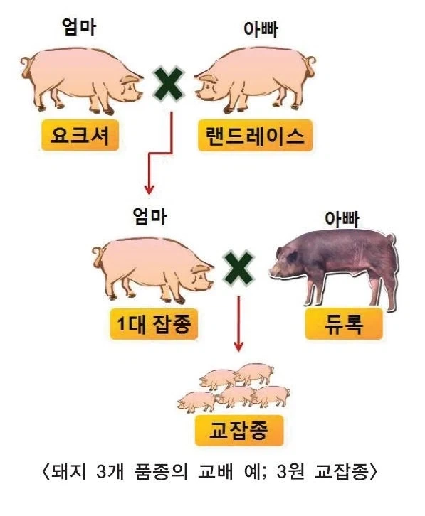 우리를 위해 점점 진화하는 돼지들 ㅠㅠ_1.webp