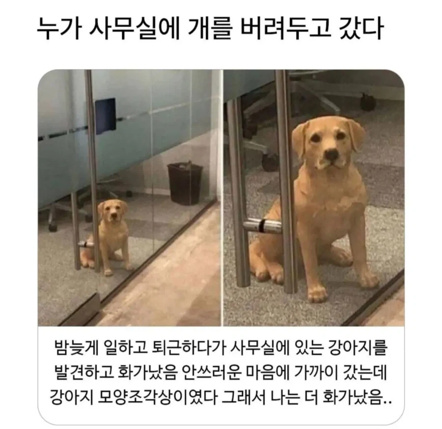 누가 사무실에 개를 버려두고 갔다_1.webp