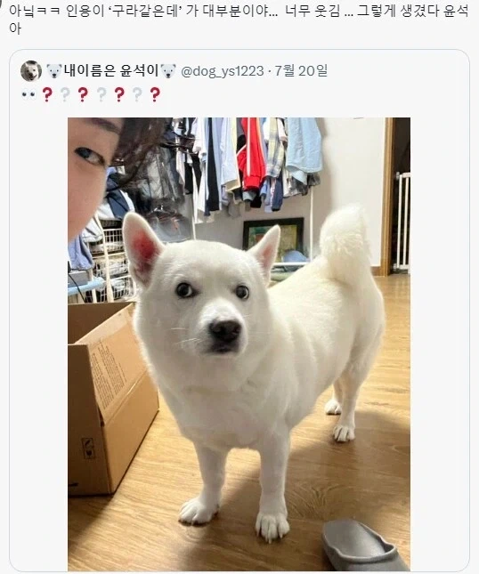 의심스러운 멍뭉이 표정.jpg_1.webp