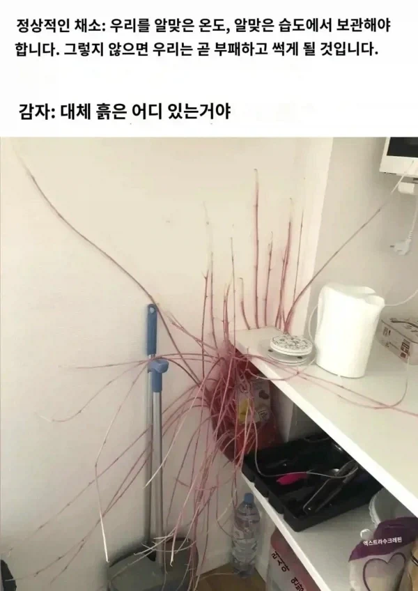 중세 사람들이 감자 안먹은이유.jpg_1.webp