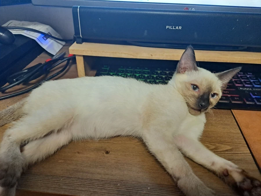 주변에서 나보고 불 조절 못해서 다 태웠다고 말하더라..._1.webp