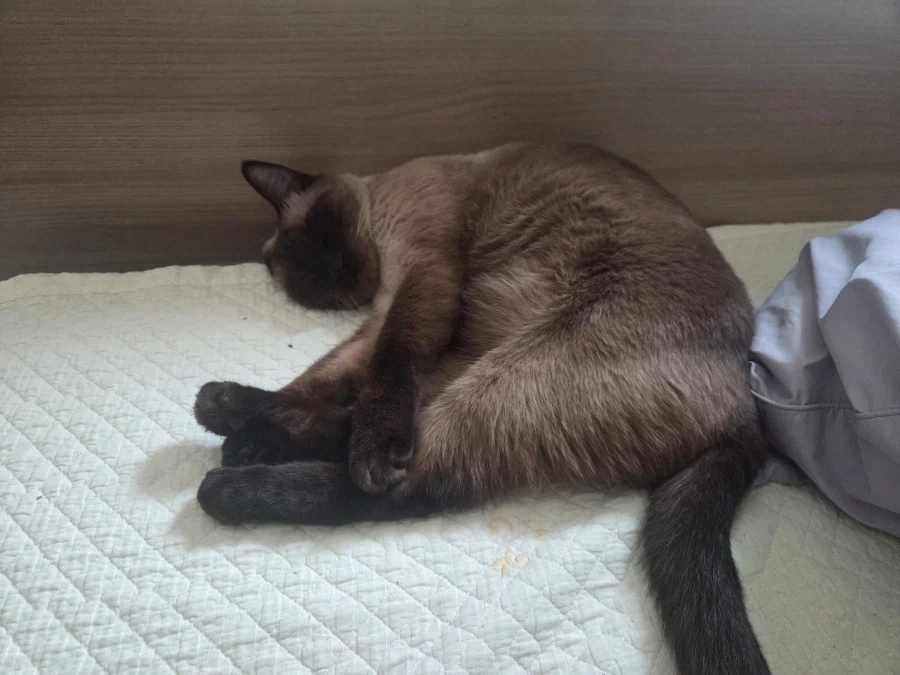 주변에서 나보고 불 조절 못해서 다 태웠다고 말하더라..._2.webp