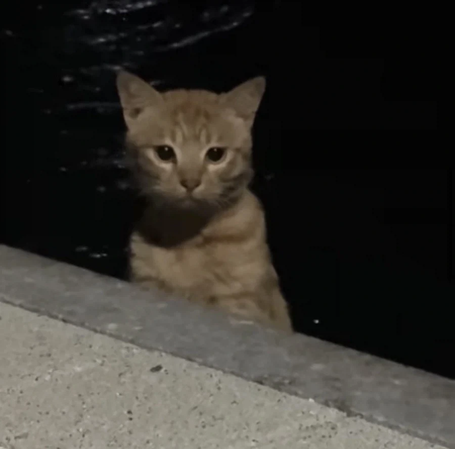 먹이를 노리는 새끼 고양이_1.webp