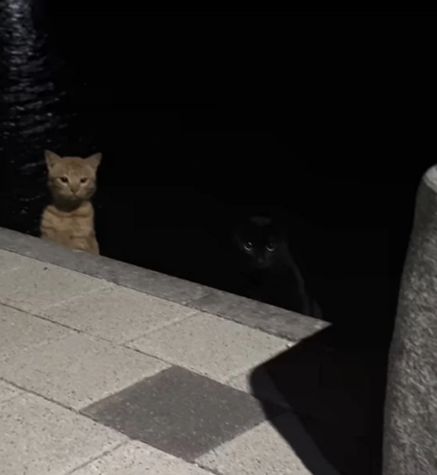 먹이를 노리는 새끼 고양이_2.webp