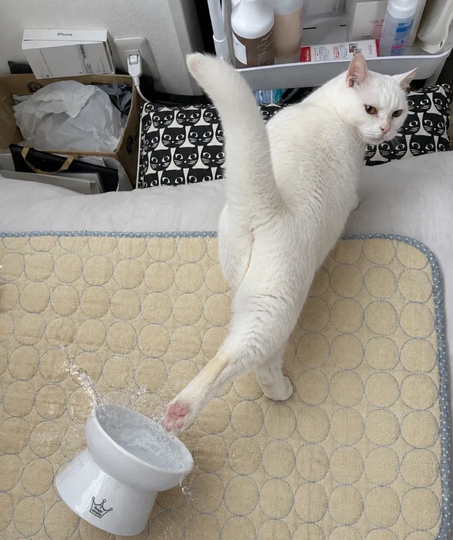 흥, 이런거 필요없어_1.webp