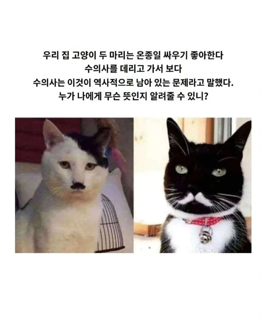 수의사 : 보호자님? 이 문제는 역사적인 관점이 필요합니다._1.webp