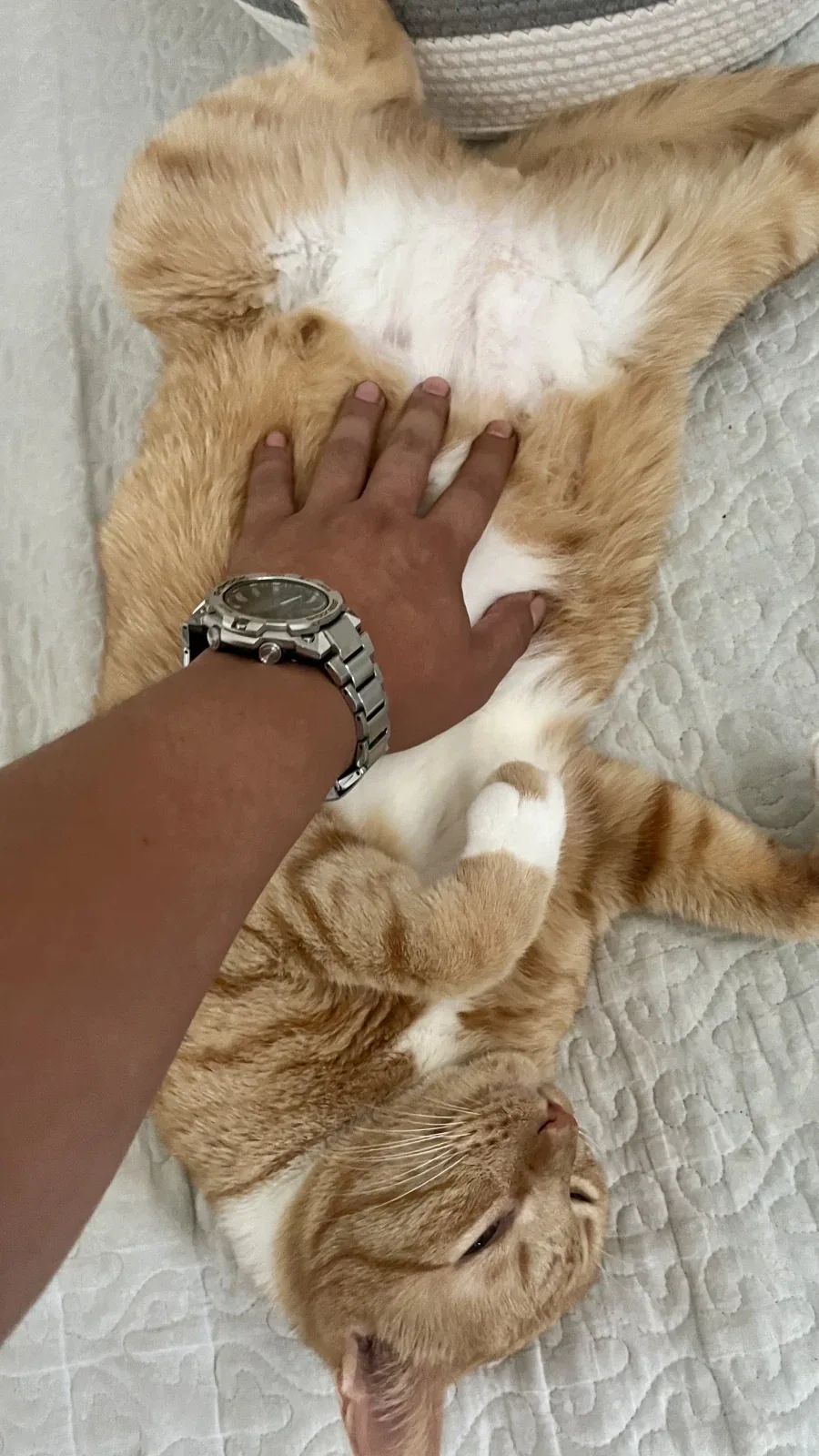 고양이 배만짐_1.webp