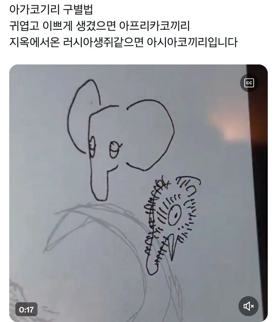 아기 코끼리 중에서 아시안과 아프리칸 구분하는 방법.jpg_1.webp