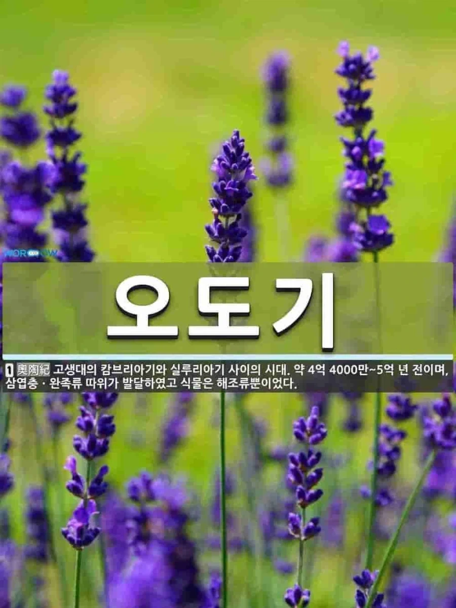 오도기라는 단어 처음 들어봐_1.webp