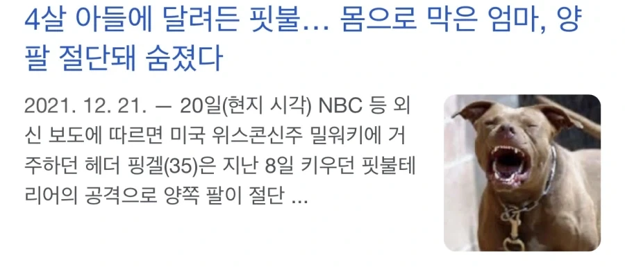 맹견 핏불테리어의 위험 수준.jpg_1.webp