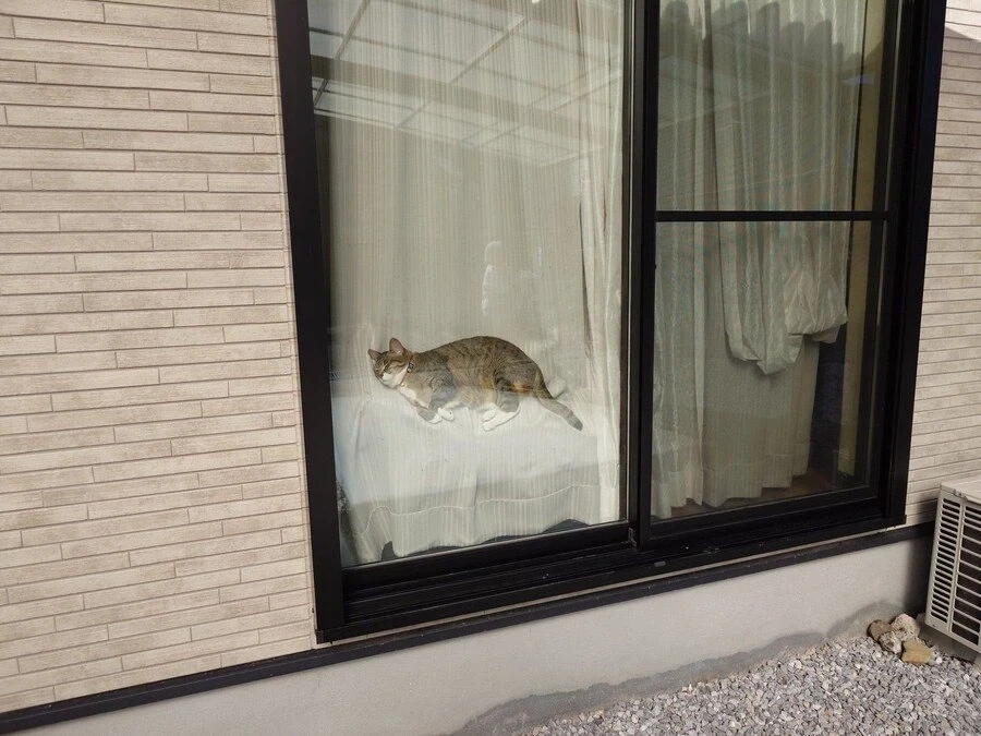 결국 산채로 박제 되어버린 냥이 jpg._1.webp