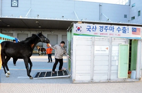 경마) 생각해보면 한국 경마로서는 업적중 하나였던거_1.webp