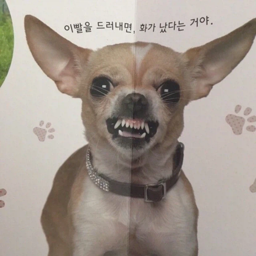 님드랔ㅋㅋㅋ 개가 쉽게 화를 내는 이유가 뭔지 아세옄ㅋㅋㅋㅋ_1.webp