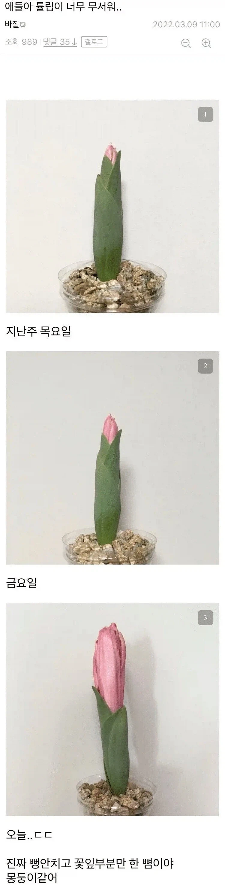 튤립의 성장 과정.jpg_1.webp