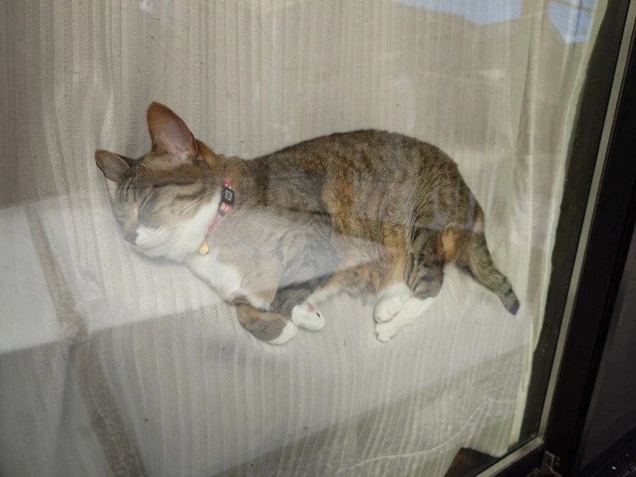 이제 날라다니면서 자는 고냉이_2.webp