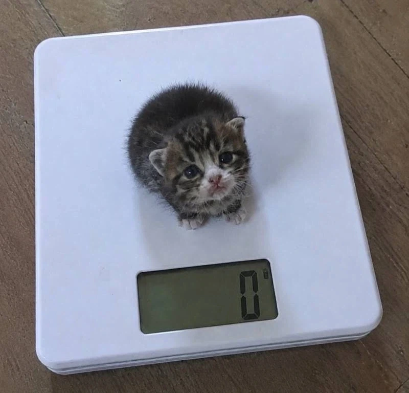 너무 가벼운 아기고양이_1.webp