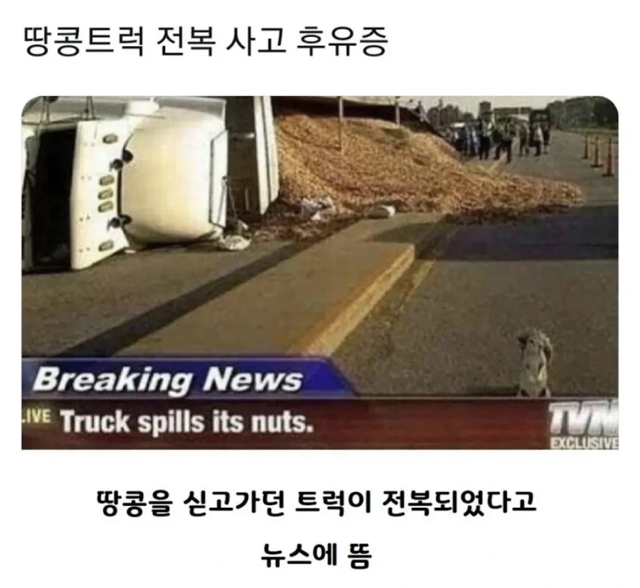 땅콩트럭이 전복되었다_1.webp