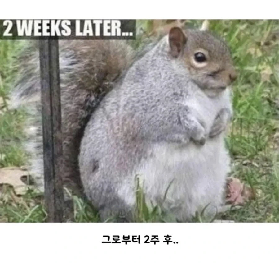 땅콩트럭이 전복되었다_2.webp