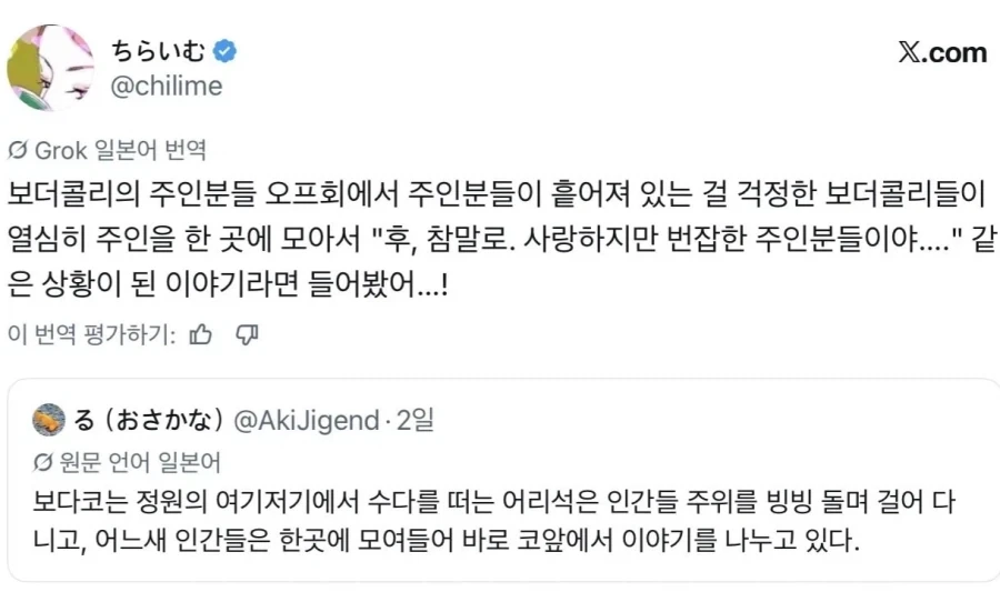 인간도 양처럼 몰이하는 보더콜리들_1.webp