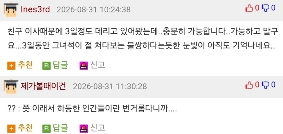 인간도 양처럼 몰이하는 보더콜리들_2.webp