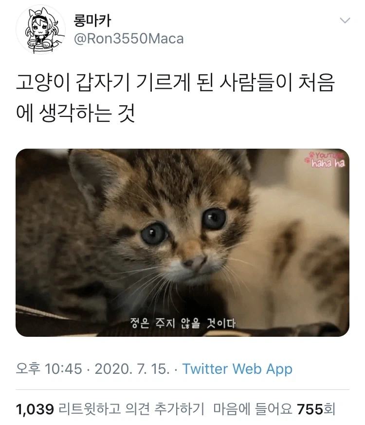 갑자기 고양이 키우게 된 사람들이 처음에 하게되는 생각_1.webp