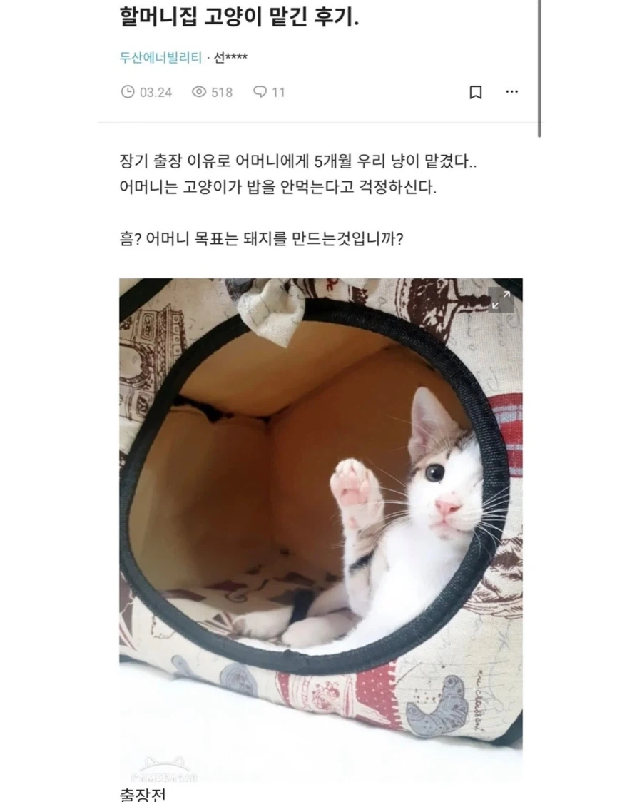 할머니집에서 확대당한 고양이_1.webp