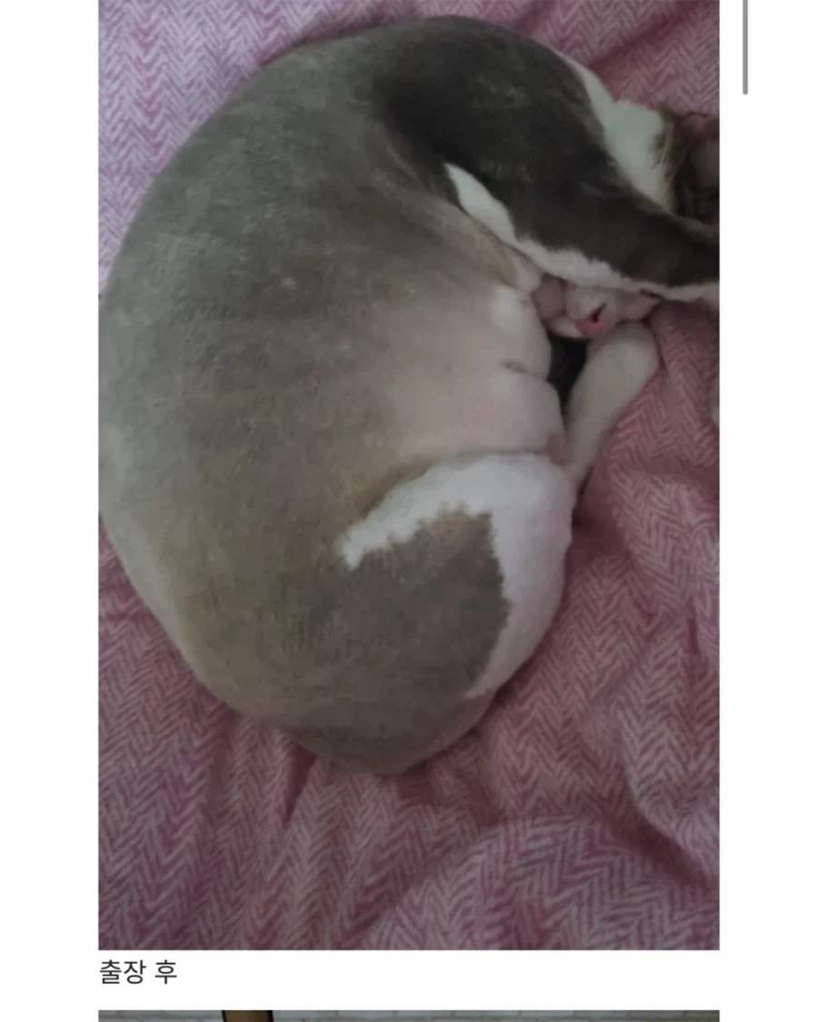 할머니집에서 확대당한 고양이_2.webp