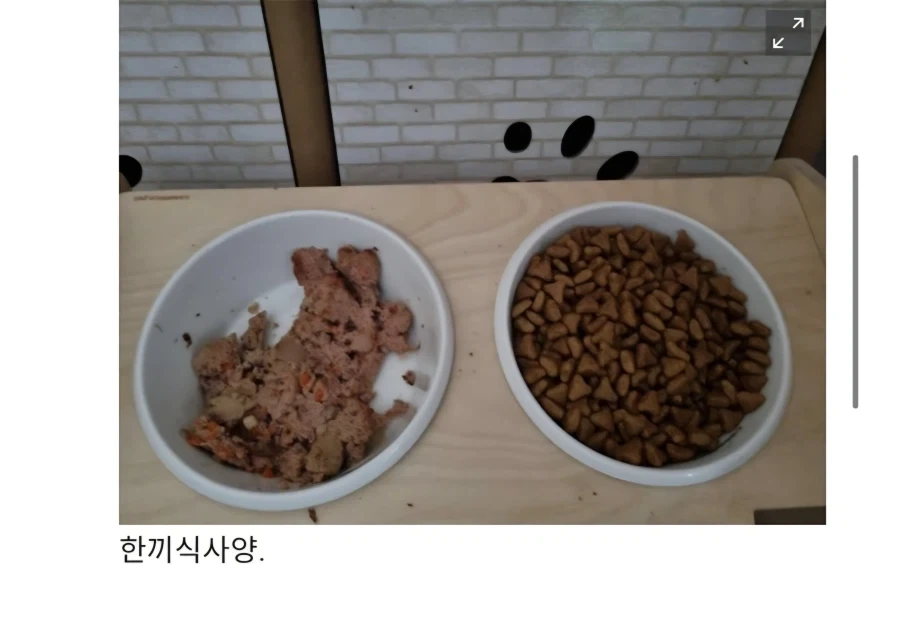 할머니집에서 확대당한 고양이_3.webp