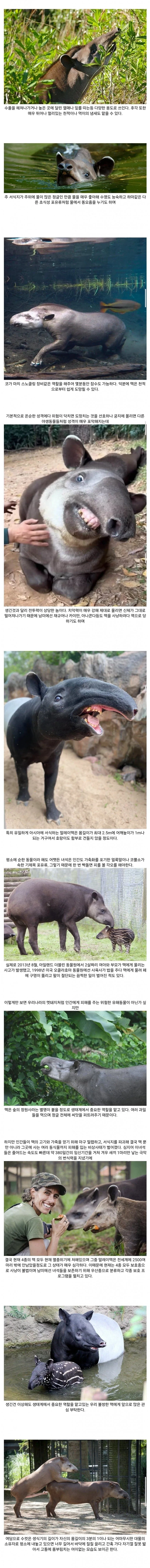 재미있는 말레이 맥의 특징 모음_1.webp