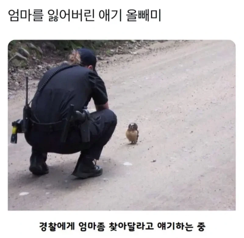 엄마를 잃어버린 애기 올빼미_1.webp