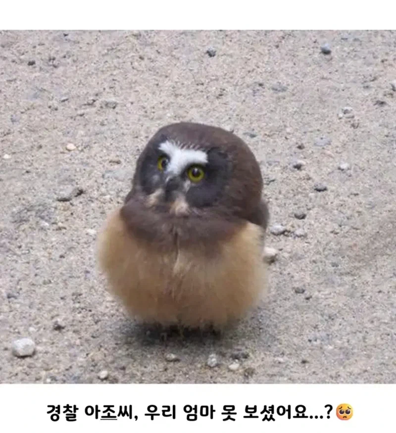 엄마를 잃어버린 애기 올빼미_2.webp
