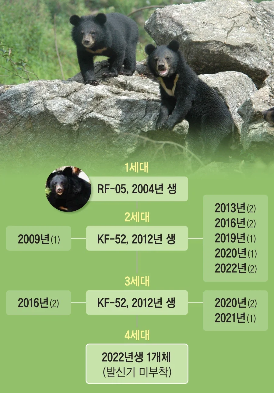 반달곰 복원 사업을 해야만 하는이유_2.webp