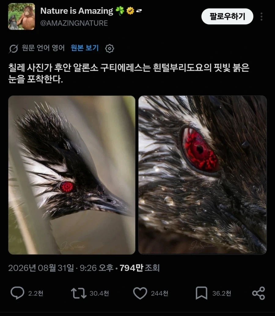 현실 사륜안 가진 동물_1.webp