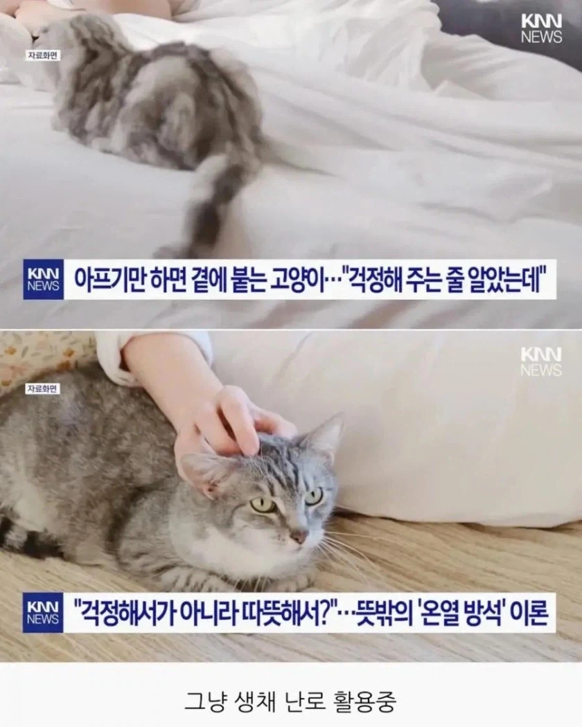 집사가 아플때 마다 곁으로 와주는 고양이_1.webp