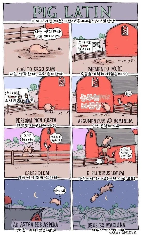 철학적 돼지_1.webp