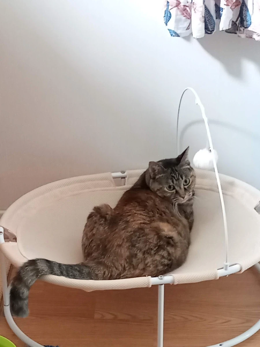 지가 엄청 이쁜줄 아는 뚱냥이_3.webp
