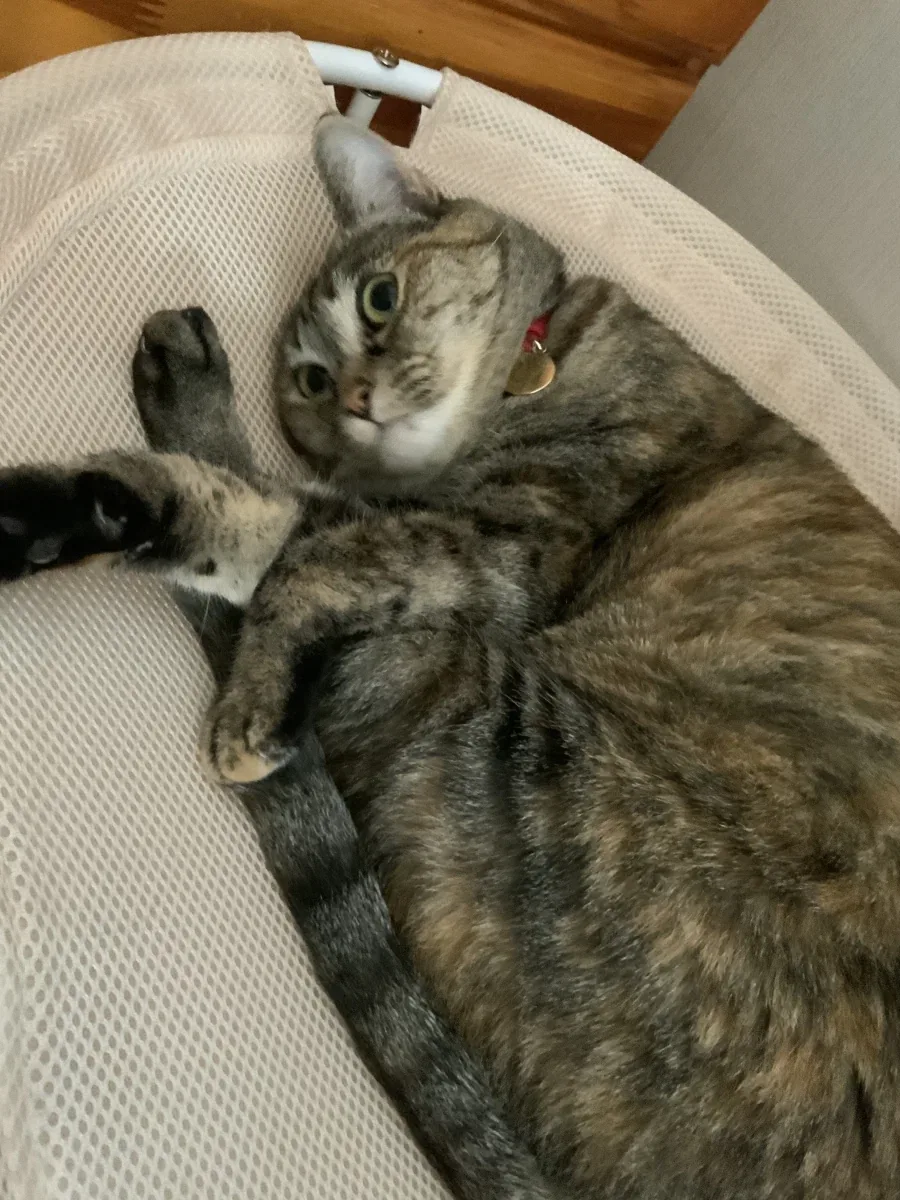 지가 엄청 이쁜줄 아는 뚱냥이_4.webp
