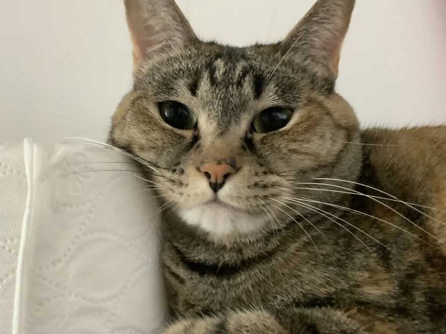 지가 엄청 이쁜줄 아는 뚱냥이_6.webp