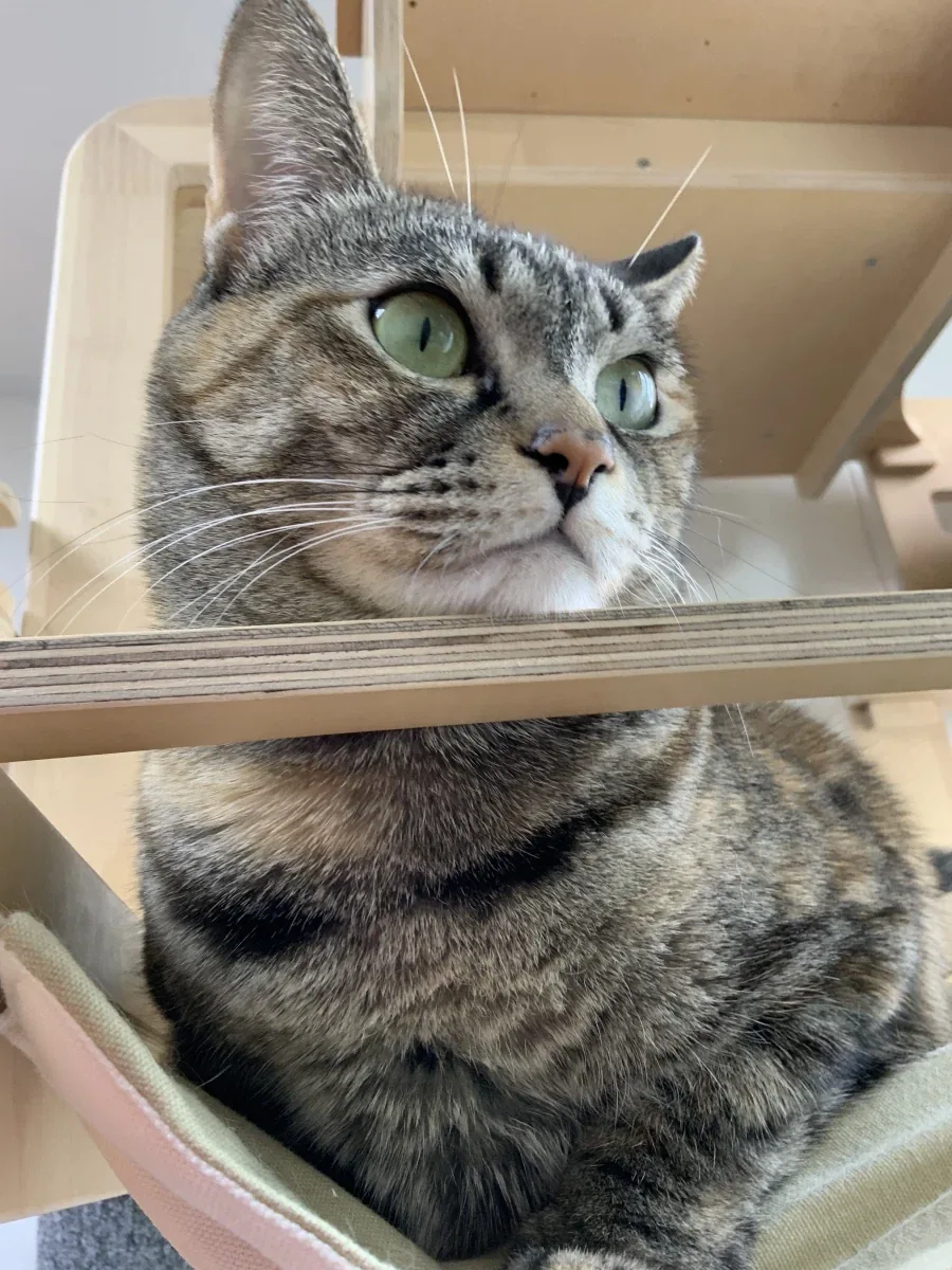 지가 엄청 이쁜줄 아는 뚱냥이_7.webp