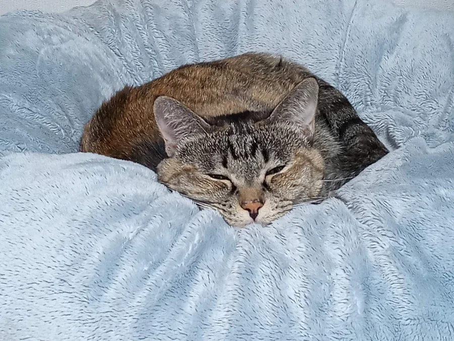 지가 엄청 이쁜줄 아는 뚱냥이_9.webp