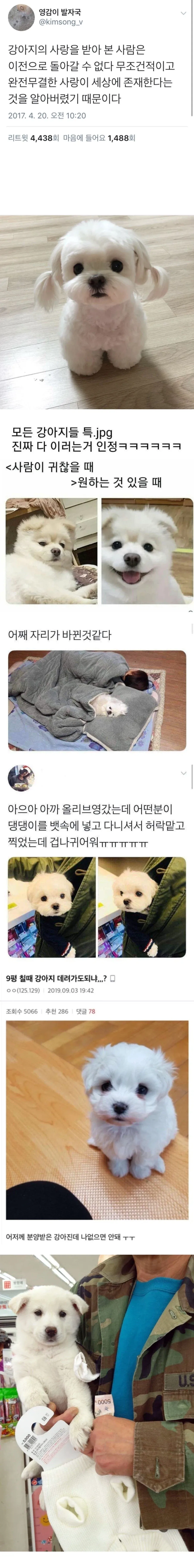 강아지의 사랑을 받아 본 사람은 이전으로 돌아갈 수 없다_1.webp