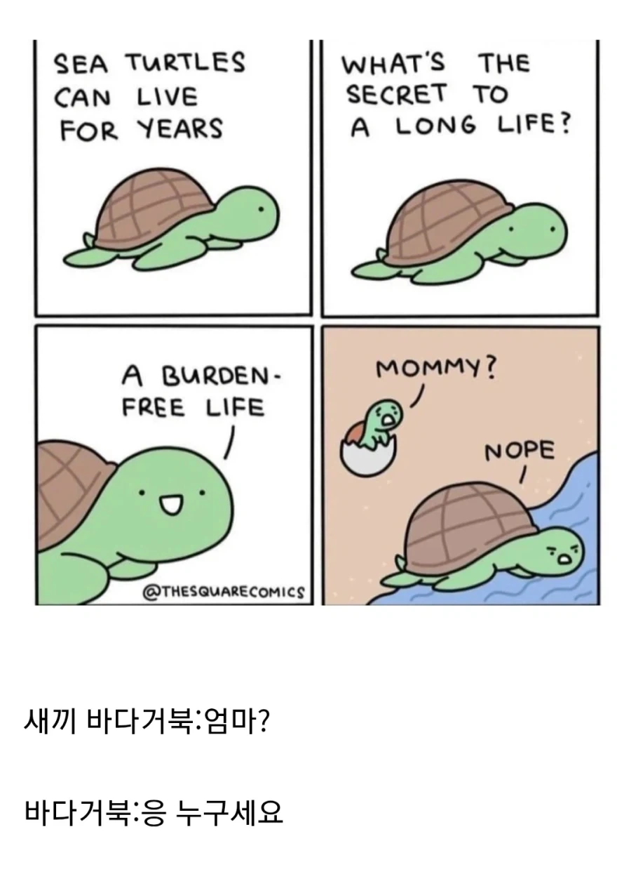 바다거북:장수의 비결은 마음의 짐이 없는 삶이랍니다!_1.webp