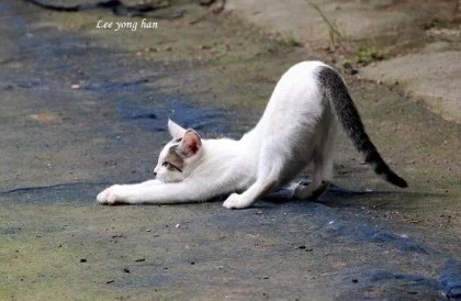 호불호 갈린다는 고양이자세_1.webp