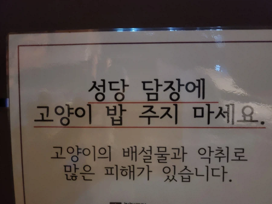 캣맘은 신부,수녀도 화나게 한다_1.webp