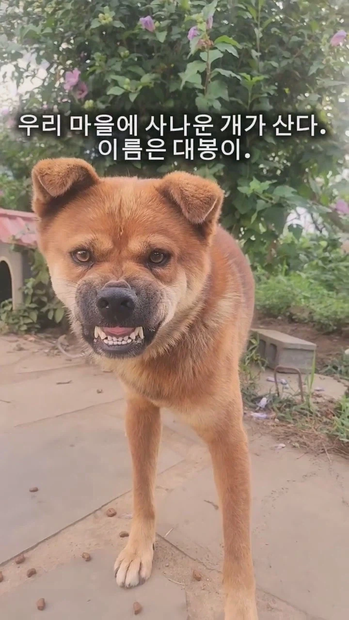 동네 사나운개 천사로 만드는 비법_1.webp